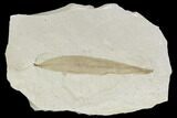 Fossil Leaf (Pseudosalix)- Green River Formation, Utah #110389-1